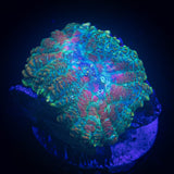 Paint Splatter Rhodactis