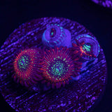 Magician Zoas