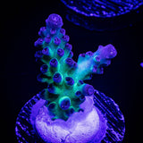 LRO Green Lantern Acro