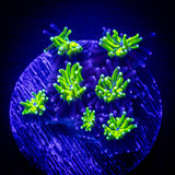 Toxic Galaxea