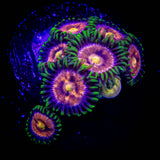 Lazer Lemon Zoas