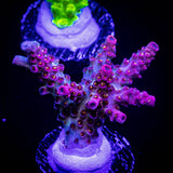 WWC Jello Shot Acro