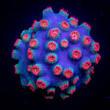 Meteor Shower Cyphastrea