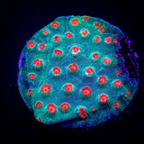 Meteor Shower Cyphastrea