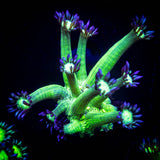 LRO Metallic Verde Goni SO BRIGHT