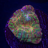LRO Rainbow Convict Chalice