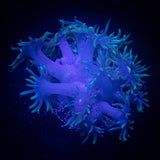 Blue Goni