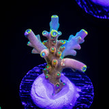 CB Flaming Unicorn Acro