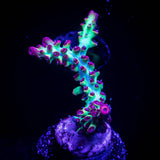 CB Atomic Fireball Acro