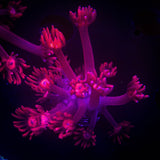LRO Red Goni