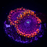 Fairy Fart Zoas