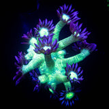 LRO Blue Tip Toxic Goni