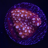 Peppermint Cyphastrea