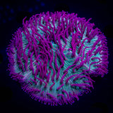 Pink Tip Diaseris