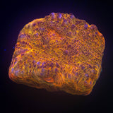 Soul Stone Chalice