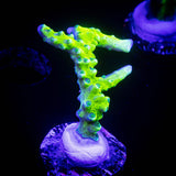 Green Goblin Anacropora