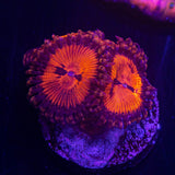WWC Bloodsucker Zoas
