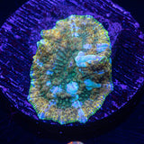 Pot Of Gold Discosoma