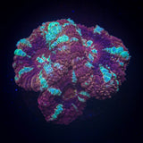 Blue Moon Asian Acan