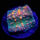 LRO Fukushima Chalice