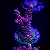 LRO Snow Dragon Acro