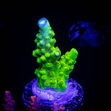 Bali Green Slimer Acro
