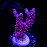 LRO Snow Dragon Acro