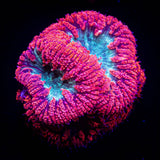 Teal Mouth Blasto