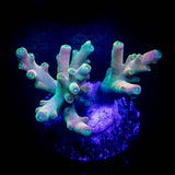 CB Flaming Unicorn Acro