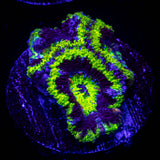 Green Rim Acan