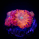 LRO Blood Orange Blasto
