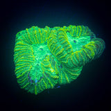Toxic Green Favia