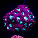 Teal Eye Favia