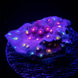 PEA Scrolling Cyphatsrea RARE