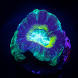 Swamp Thing Asian Acan