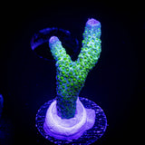 Green Digitata