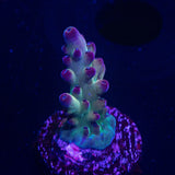 LRO Grape Ape