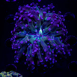 Blue Tip Frogspawn Double