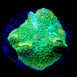 Snakeskin Discosoma