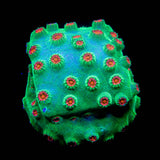 Jingle Bells Cyphastrea