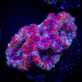 Candy Stripe Acan