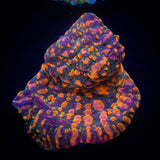 CC Cloudberry Chalice
