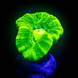 Kryptonite Trumpet
