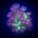 LRO Millenium Jade Goni SUPER NICE