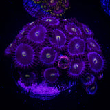 JF Bella Blue Zoas