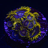 Smurfette Zoas