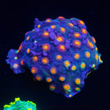 Rainbow Madness Cyphastrea