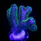 Pocillopora