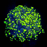 Glowbug Octospawn