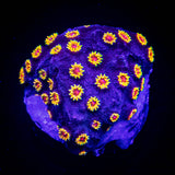 WWC Bizzaro Cyphastrea